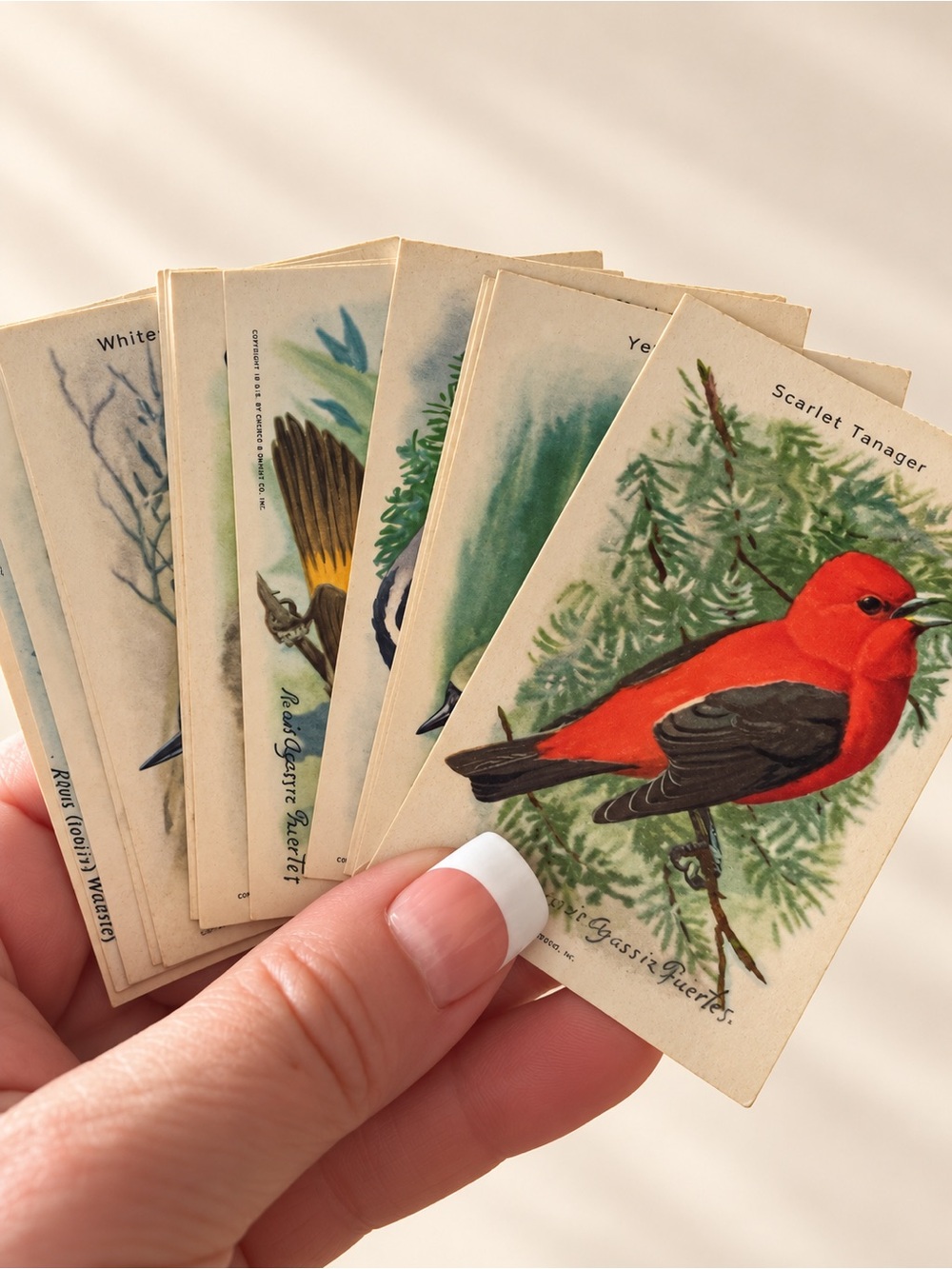 15 Useful Birds of America advertising cards Church & Dwight Arm & Hammer 1930’s